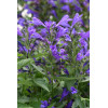 Kocimiętka rozłożysta 'Purple Prelude' | Nepeta subsessilis