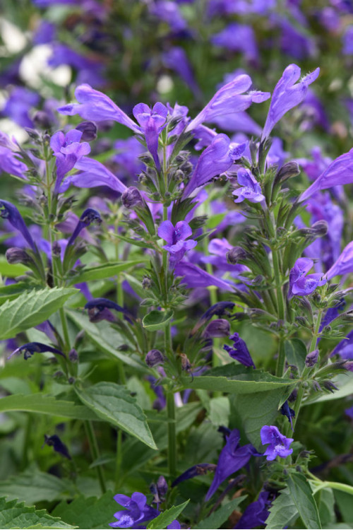 Kocimiętka rozłożysta 'Purple Prelude' | Nepeta subsessilis