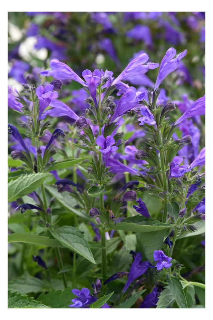 Kocimiętka rozłożysta 'Purple Prelude' | Nepeta subsessilis