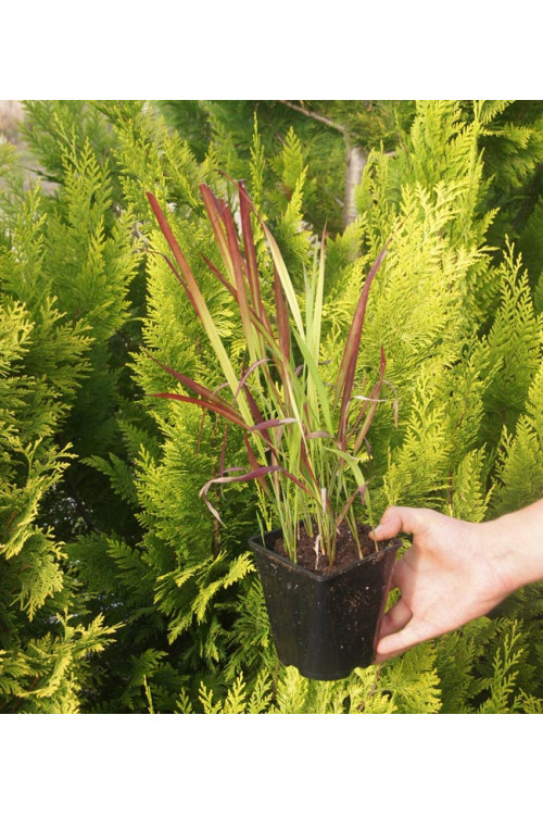 Imperata 'Red Baron' | Imperata