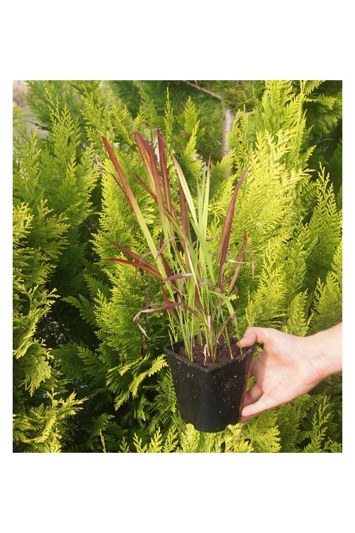 Imperata 'Red Baron' | Imperata