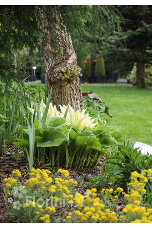 Funkia 'White Feather' | Hosta