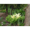 Funkia 'White Feather' | Hosta