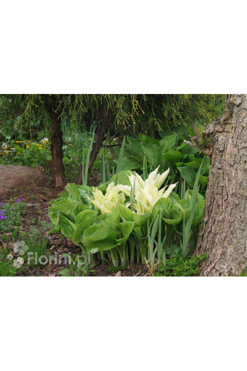 Funkia 'White Feather' | Hosta