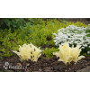 Funkia 'White Feather' | Hosta