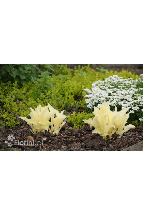 Funkia 'White Feather' | Hosta