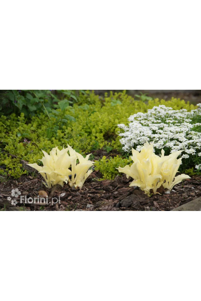 Funkia 'White Feather' | Hosta