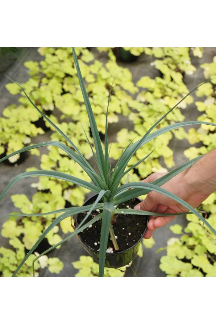 trytoma, trytoma John May\'s Form, Kniphofia