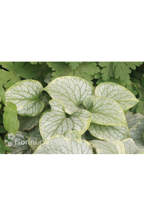 Brunnera 'King's Ransom' Brunnera