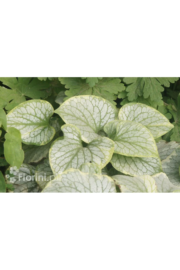 Brunnera 'King's Ransom' Brunnera