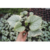 Brunnera 'King's Ransom' Brunnera