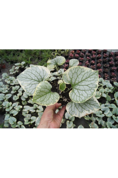 Brunnera 'King's Ransom' Brunnera