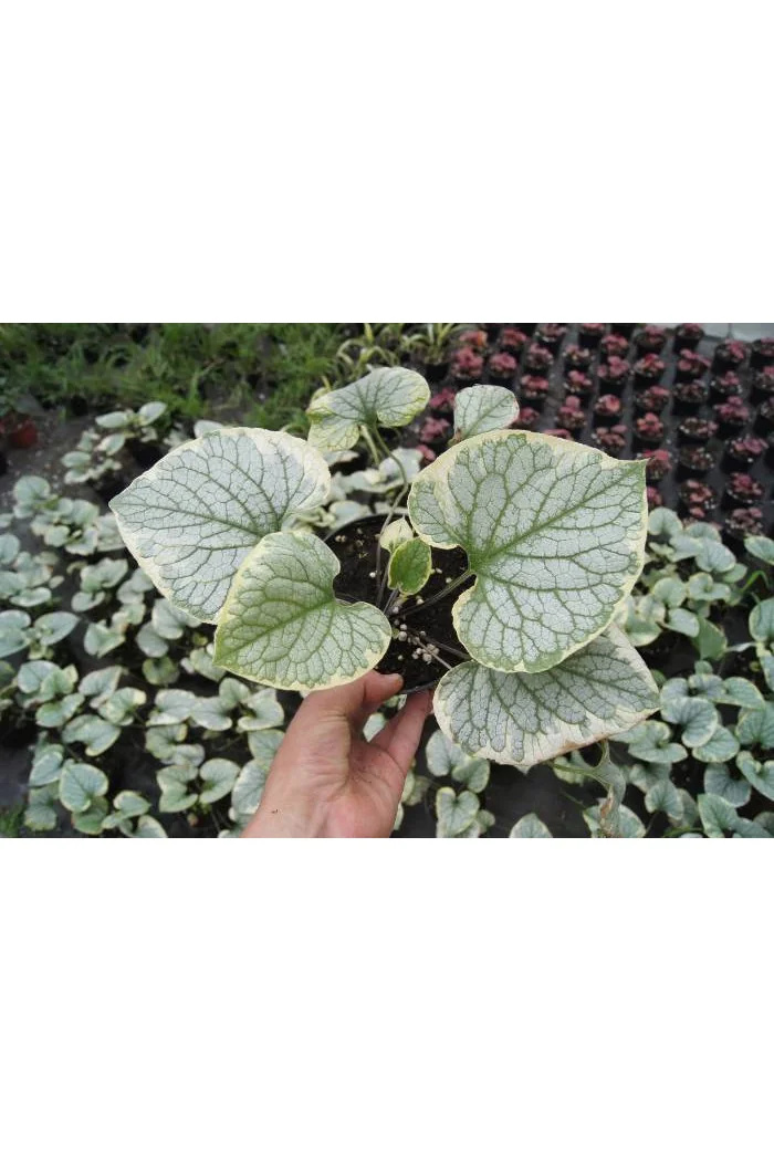 Brunnera 'King's Ransom' Brunnera