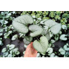 Brunnera sercolistna 'Looking Glass'| Brunnera macrophylla