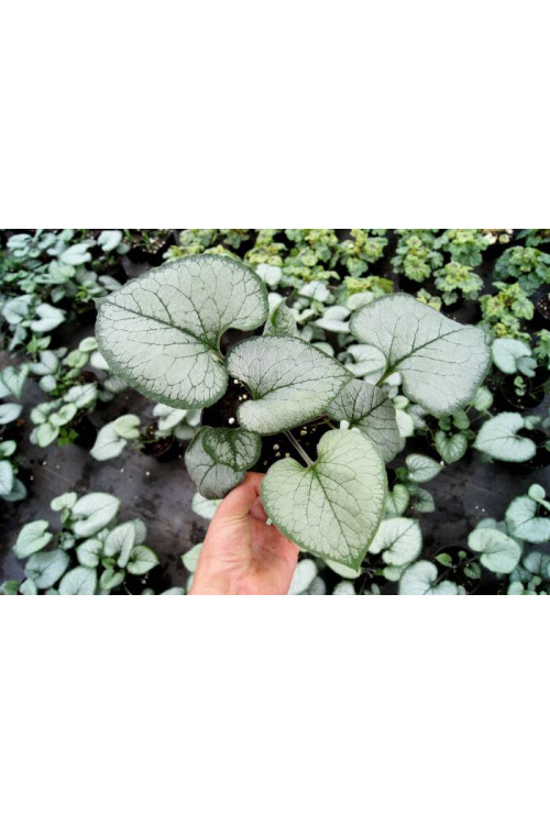 Brunnera sercolistna 'Looking Glass'| Brunnera macrophylla