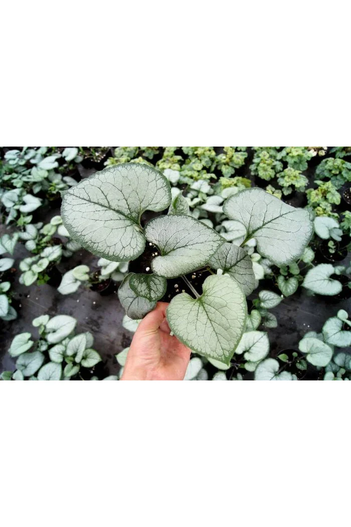 Brunnera sercolistna 'Looking Glass'| Brunnera macrophylla