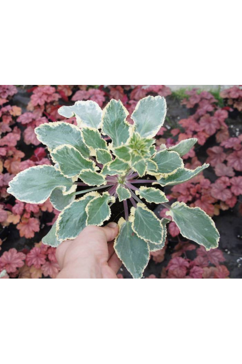 Mikołajek 'Jade Frost' Eryngium