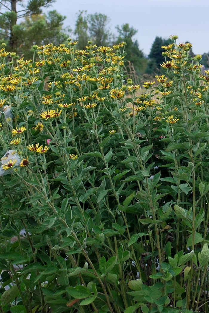 Rudbekia 'Little Henry' Rudbeckia