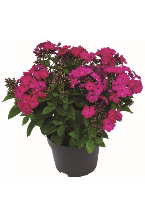 Floks wiechowaty 'Flame Pro Cerise' | Phlox panniculata