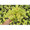 Żuraweczka (Żurawka) 'Alabama Sunrise' Heucherella