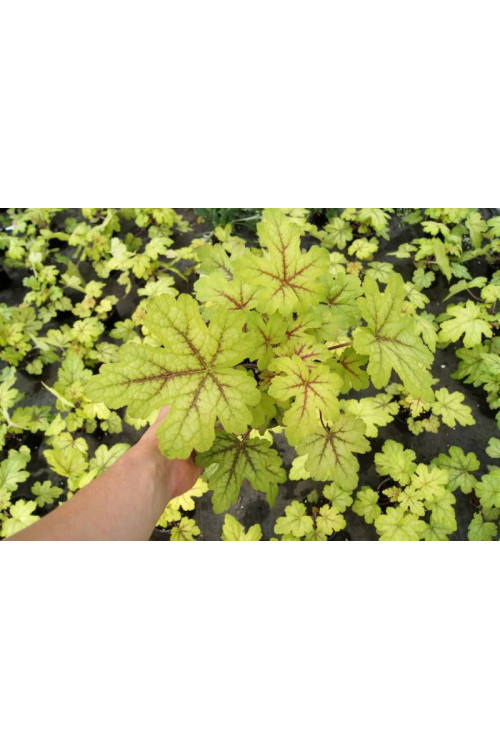 Żuraweczka (Żurawka) 'Alabama Sunrise' Heucherella