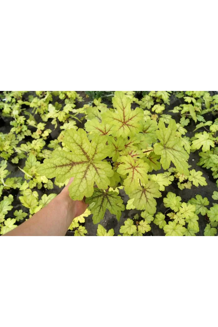Żuraweczka (Żurawka) 'Alabama Sunrise' Heucherella