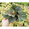 Żurawka 'Beauty Color' Heuchera