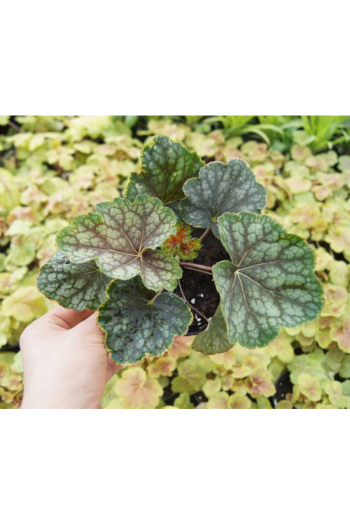 Żurawka 'Beauty Color' Heuchera
