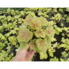 Żurawka 'Miracle' Heuchera