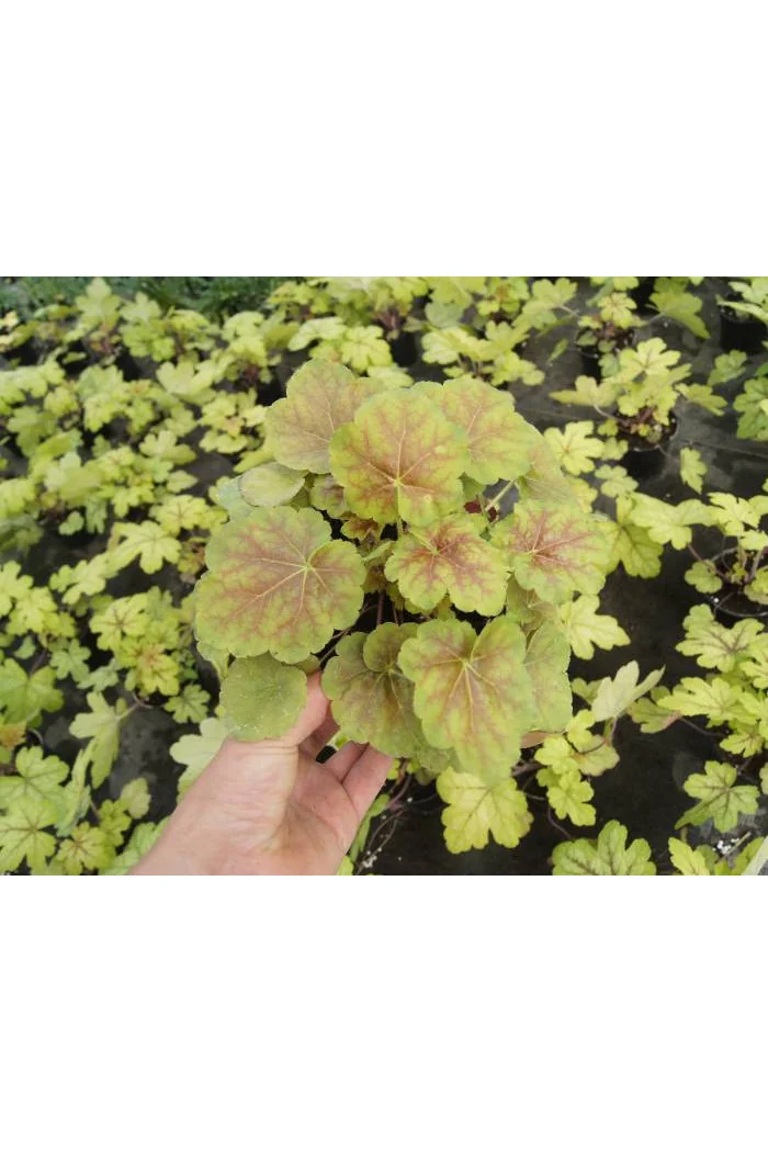 Żurawka 'Miracle' Heuchera