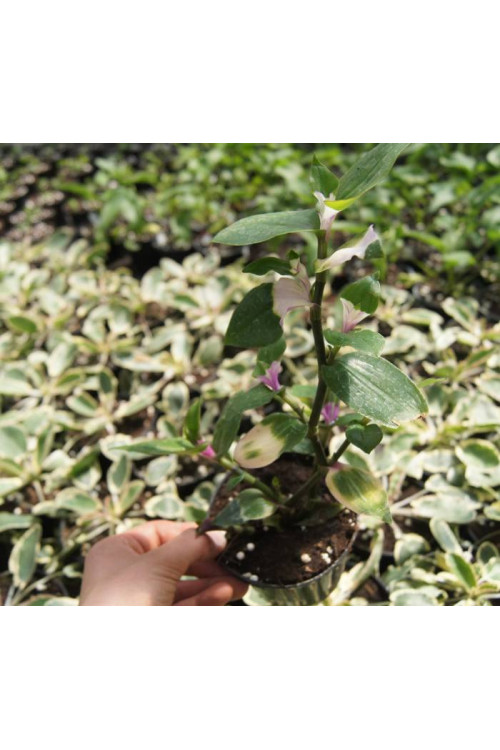 trzykrotka, Tradescantia