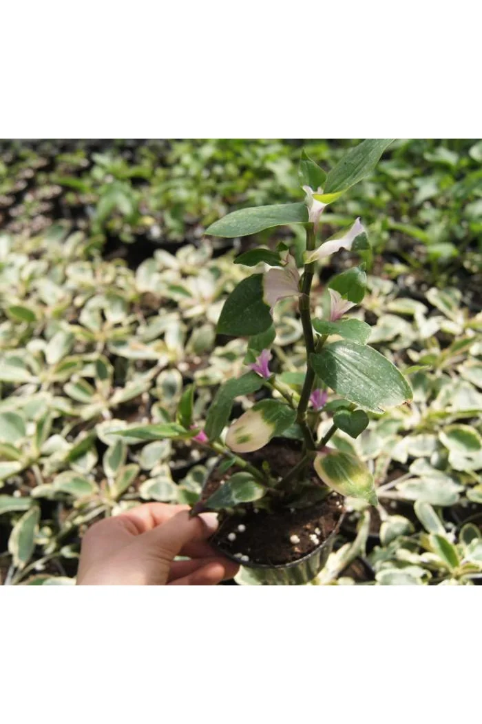 trzykrotka, Tradescantia