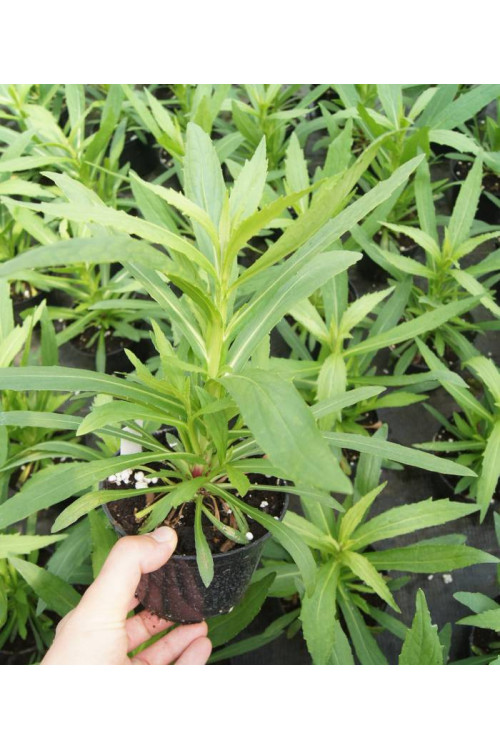 Dzielżan 'Double Trouble' Helenium