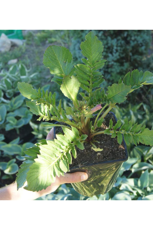 Inkarwilla Delavaya Incarvillea delavayi