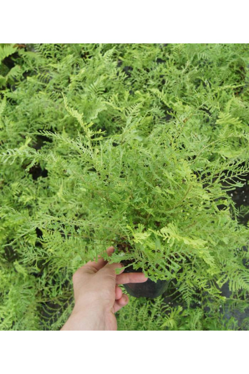 Narecznica mocna 'Linearis Polidactylon' | Dryopteris affinis