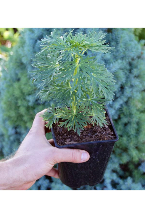 Tojad mocny Aconitum napellus