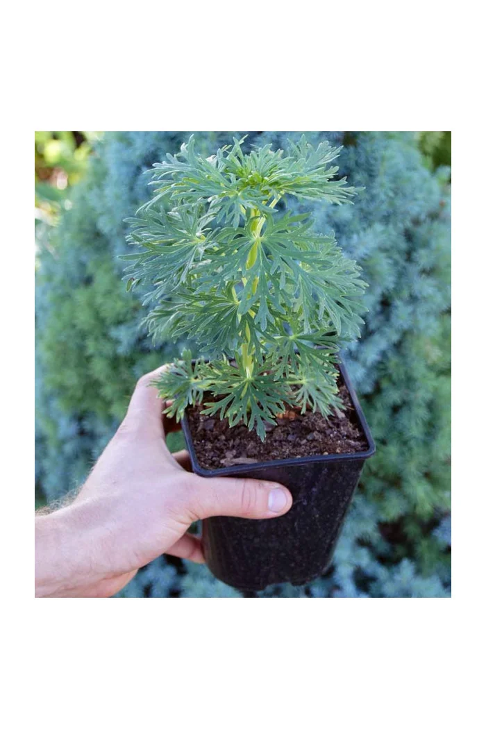 Tojad mocny Aconitum napellus