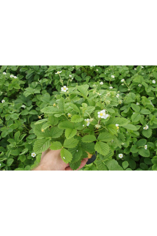 Poziomka Rugia | Fragaria vesca