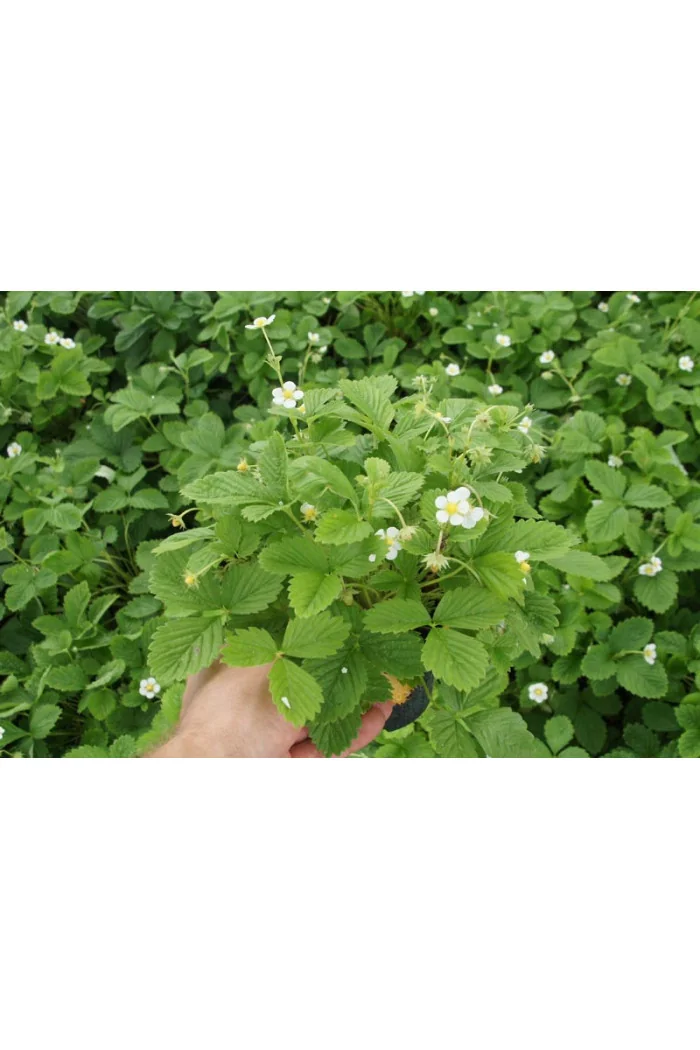 Poziomka Rugia | Fragaria vesca