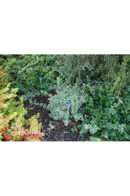 trzmielina, Euonymus