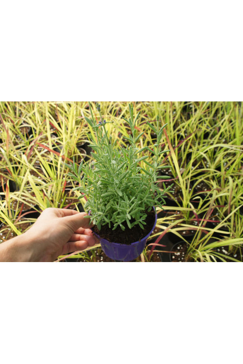 Lawenda wąskolistna | Lavandula angustifolia