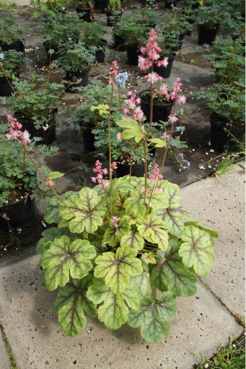 Żuraweczka (Żurawka) 'Tapestry' Heucherella