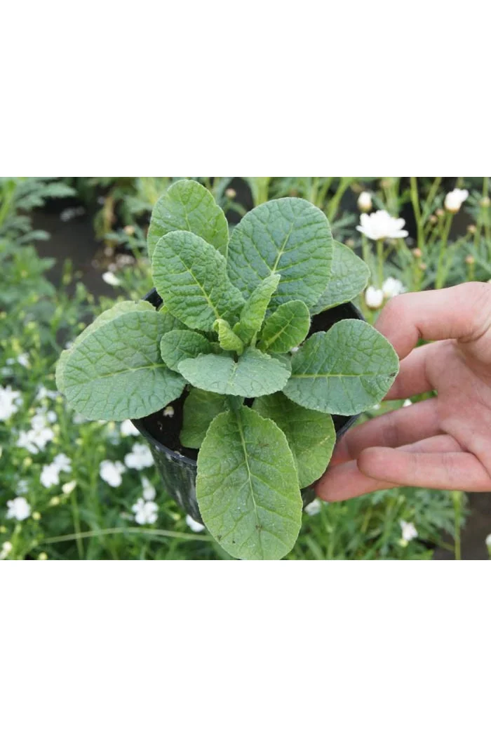 Pierwiosnek 'Elizabeth Killelay' Primula