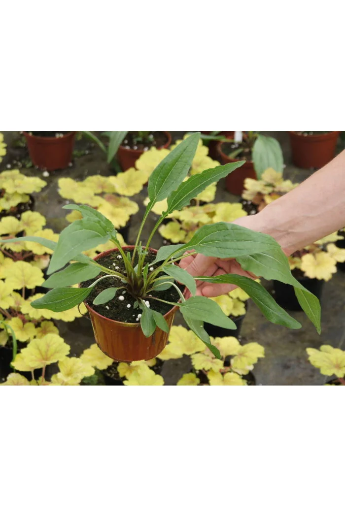 Jeżówka 'Firebird' Echinacea
