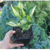 Funkia 'Whirlwind' | Hosta