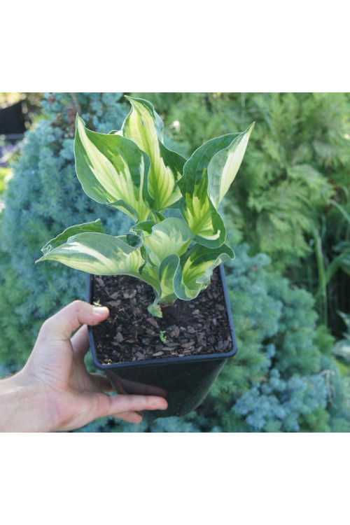 Funkia 'Whirlwind' | Hosta