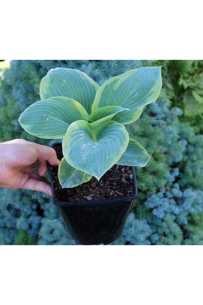 Funkia 'Frances Williams' | Hosta