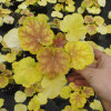 Żurawka 'Tiramisu' Heuchera