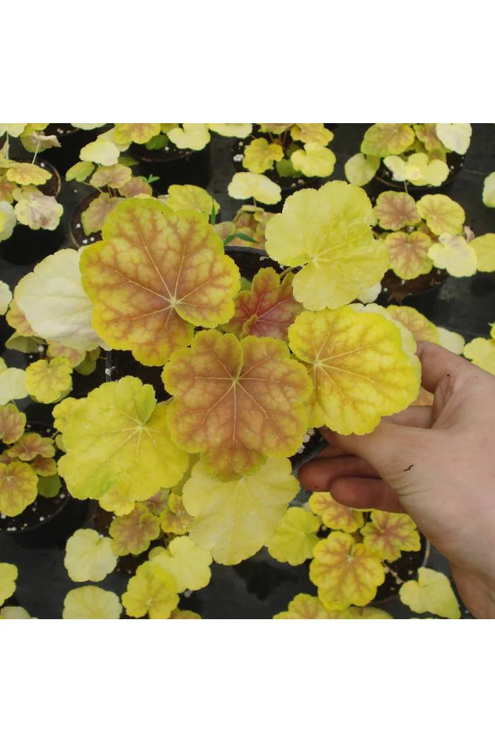 Żurawka 'Tiramisu' Heuchera
