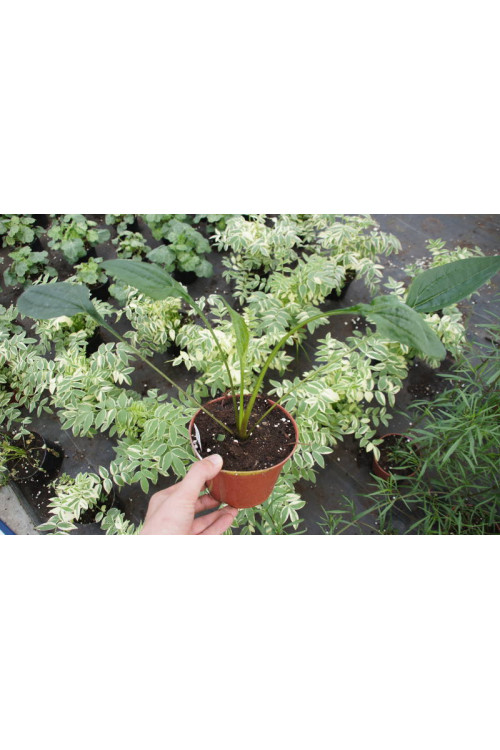 Jeżówka 'Hot Summer' Echinacea